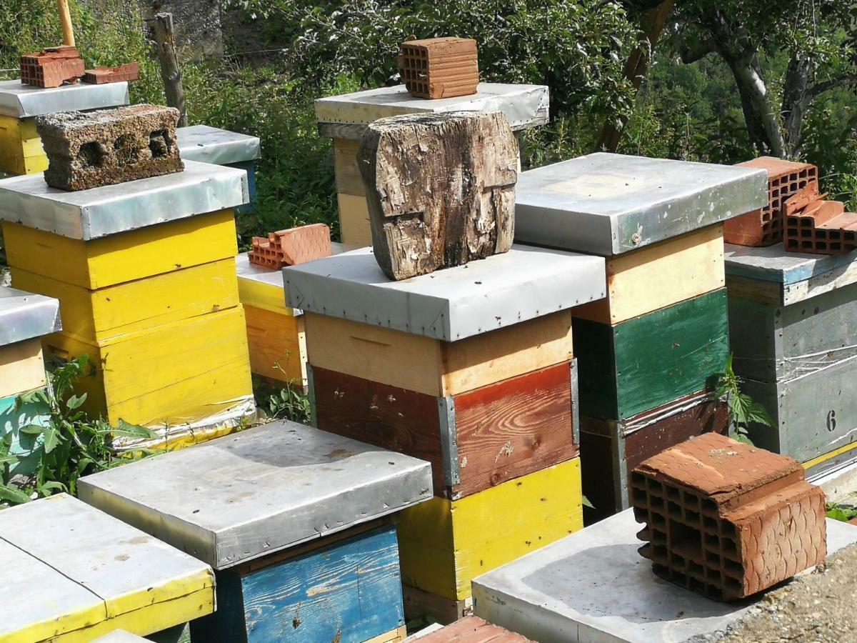 פלאב Eco Village Jasavic מראה חיצוני תמונה